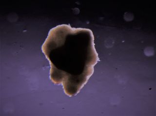 An image of small-scale muscle tissue made using bovine cell spheroids. 