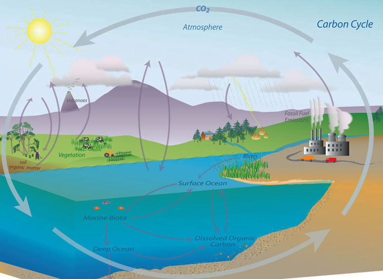 The carbon cycle, which helps trace carbon dioxide on Earth. Courtesy: NOAA