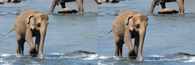 A side-by-side comparison of baby elephant video footage.
