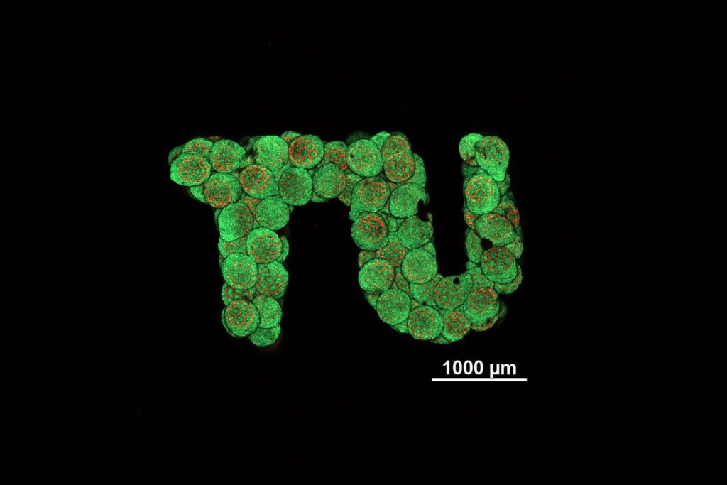 cartelige stem cells 3d printed in the letters TU