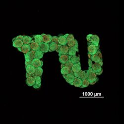 cartelige stem cells 3d printed in the letters TU