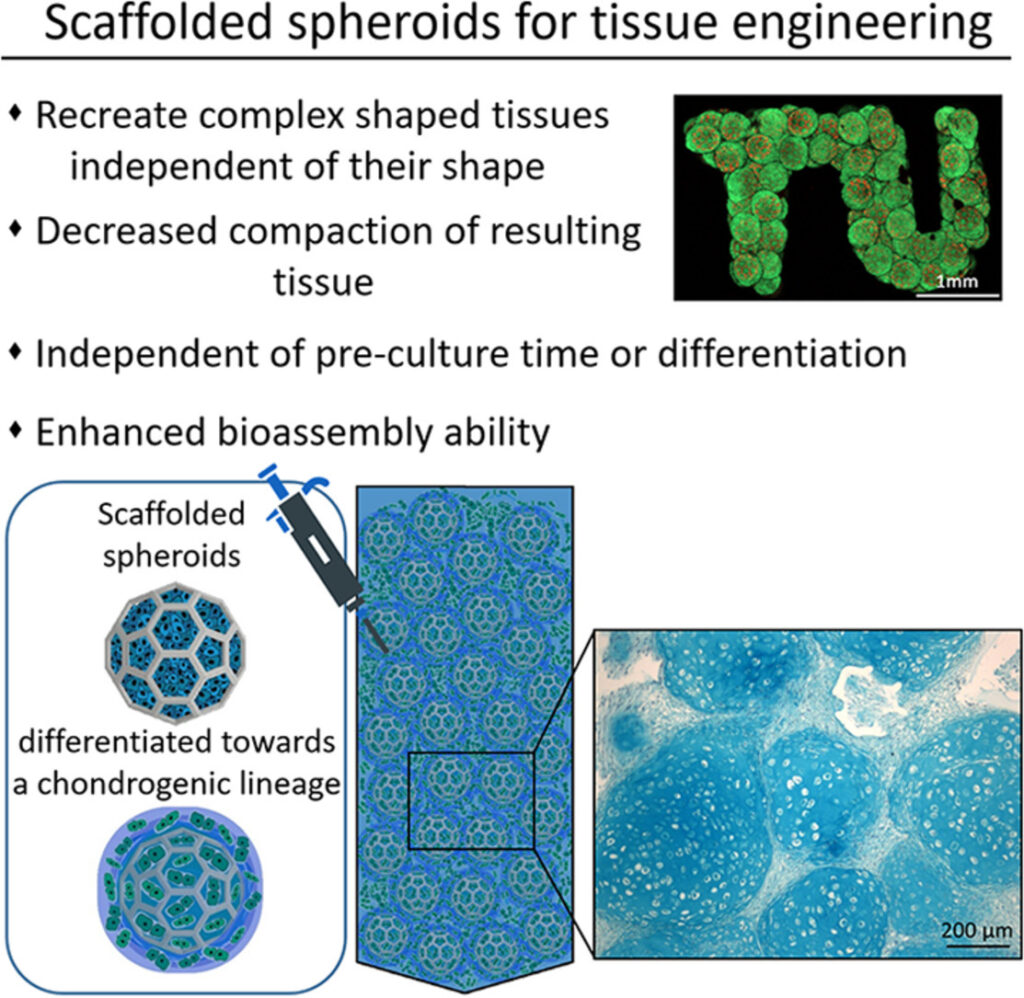 scaffolded spheroids for tissue engineering