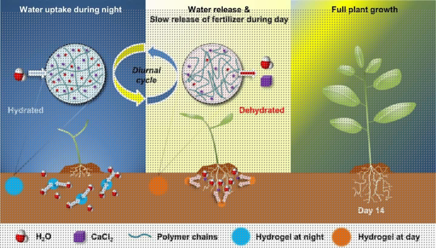 A diagram of how the hydrogel works to improve the growth of crops