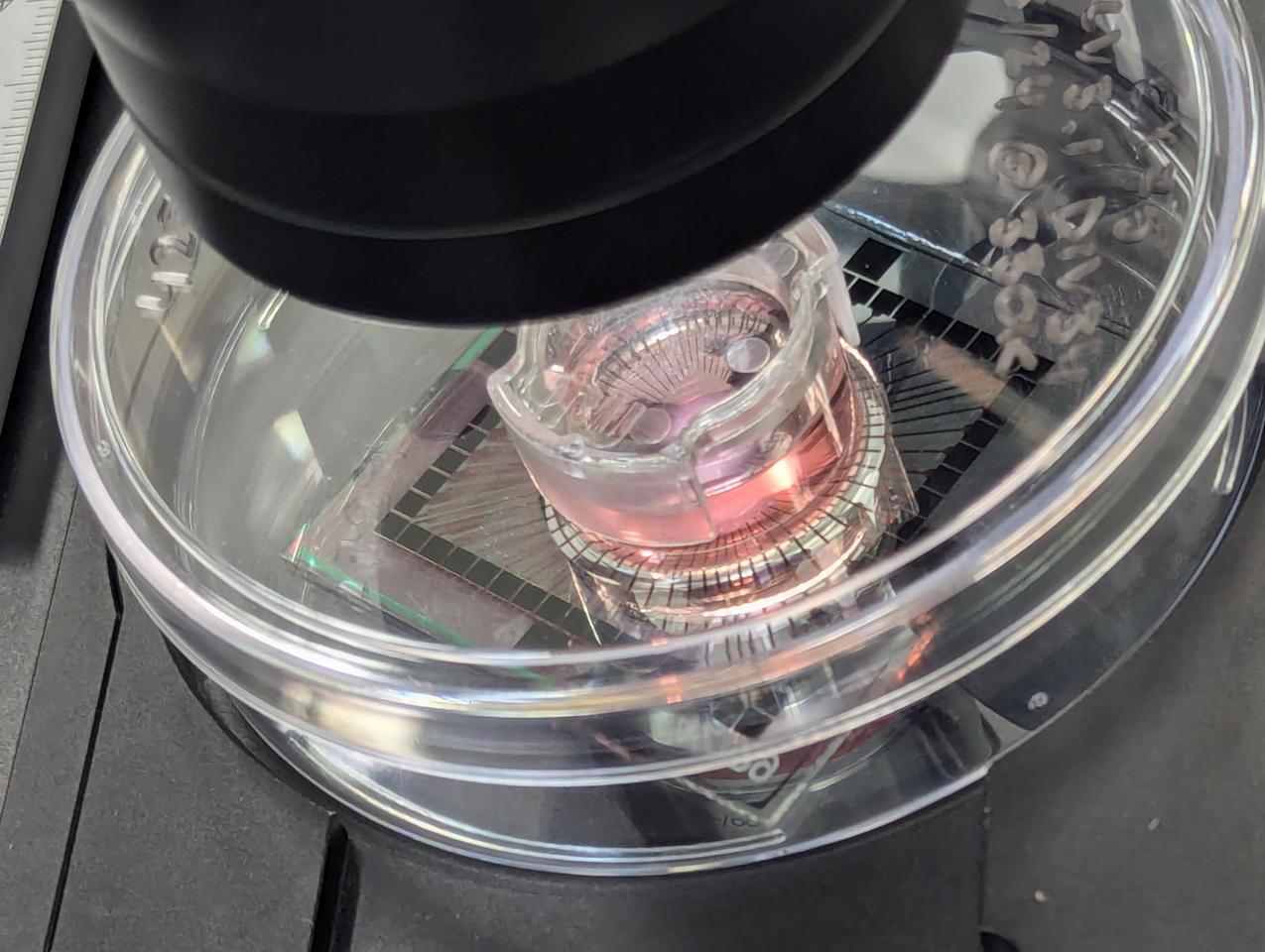 The cells form an entirely new kind of artificial intelligence