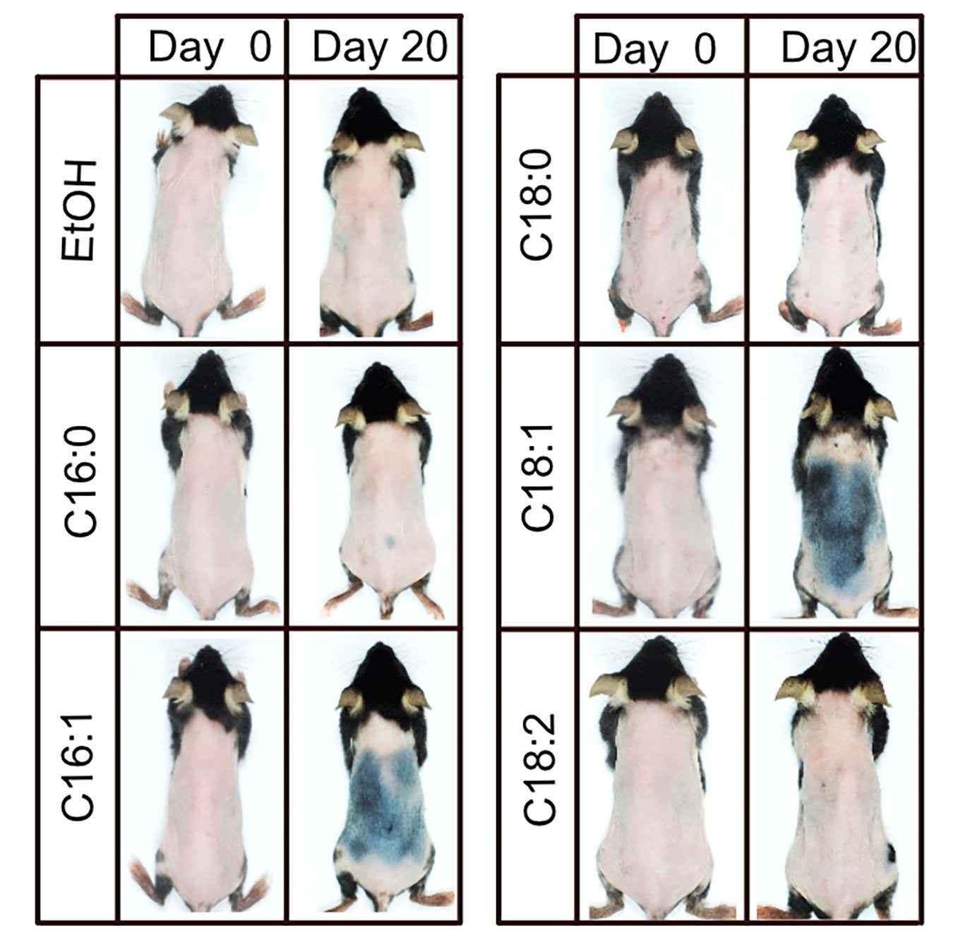 Mice showing hair growth after the application of the fatty acids oleic acid (C18:1) and palmitoleic acid (C16:1) over the application of ethanol (EtOH) or other fatty acids